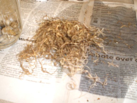 Easy Terrarium - wet the dry moss