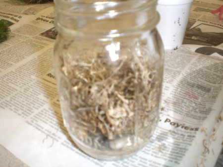 Easy Terrarium - place on top of stones