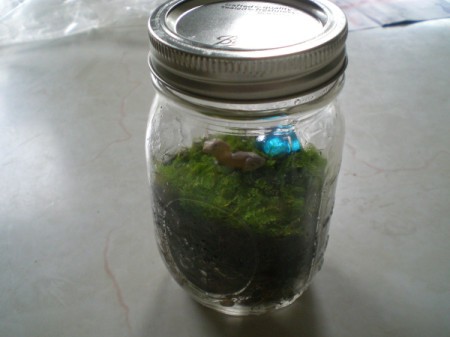 Easy Terrarium - close top for self contained terrarium