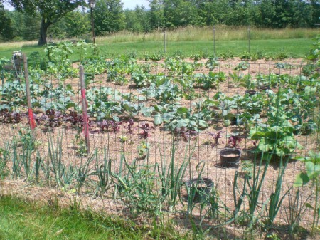 A vegetable garden in summer.