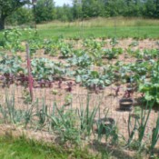 A vegetable garden in summer.