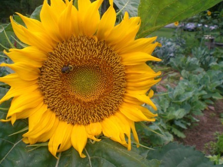 Sunflowers for the Endangered Bumblebee - large sunflower