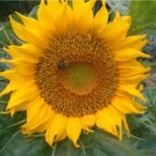 Sunflowers for the Endangered Bumblebee - large sunflower