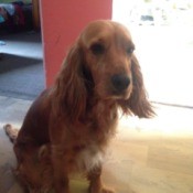 Dog Peeing Indoors After Having Puppies - brown dog with long hair on ears