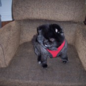 Older Dog Drinking A Lot and Peeing Inside - small black and gray dog on a chair