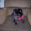 Older Dog Drinking A Lot and Peeing Inside - small black and gray dog on a chair
