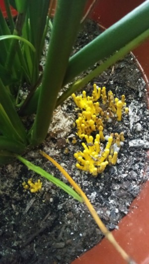 What Is Growing in My Easter Lily Pot? - small yellow plants perhaps a fungi