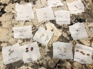Faster Seed Germination - various seed lying on paper towel pieces
