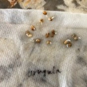 Faster Seed Germination - sprouting seeds on paper towel