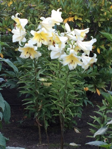 Easter Lillies (Butchart Gardens Canada) - several lilies at garden