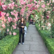 A woman in a rose arbor covered path in bloom, at Butchart Gardens.