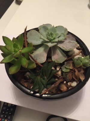 Identifying a Houseplant - dish planted with succulents