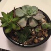 Identifying a Houseplant - dish planted with succulents
