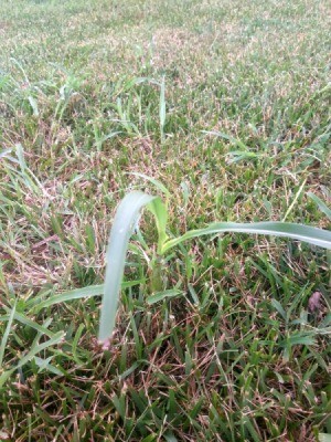 Identifying and Killing a Grassy Weed - wide blade grassy weed