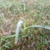 Identifying and Killing a Grassy Weed - wide blade grassy weed