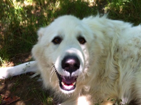 Jonah (Pyrenean Mountain Dog)