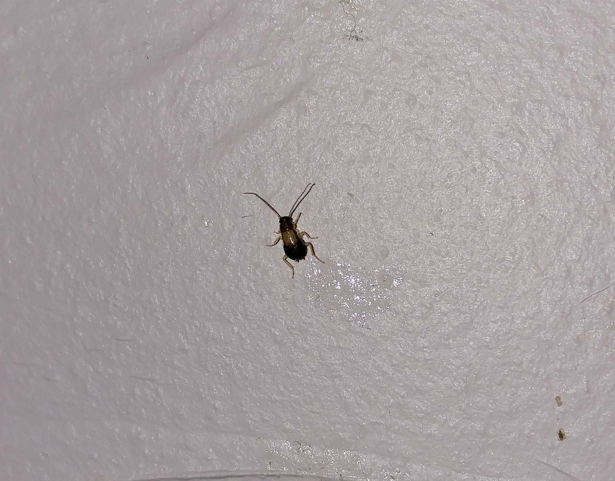 tiny black bugs my house