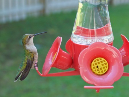 Hummingbird Feeder