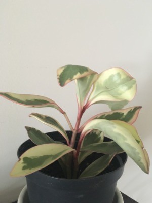 Identifying a Houseplant - pale green and cream houseplant