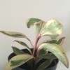 Identifying a Houseplant - pale green and cream houseplant