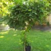 Maintenance Pruning For Wisteria Standard - standard wisteria