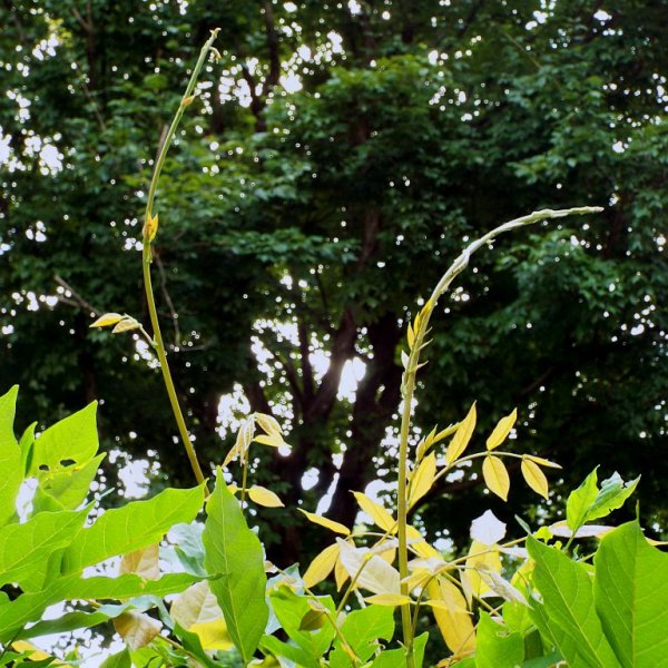 Maintenance Pruning For Wisteria Standard - closeup of new top growth