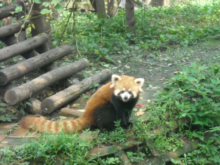 A red panda at a park in Chengdu, China.