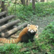 A red panda at a park in Chengdu, China.