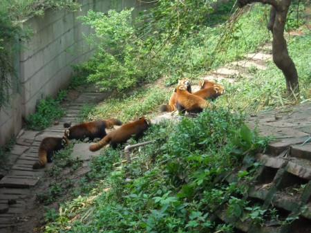 A group of red pandas in a park in Chengdu, China.