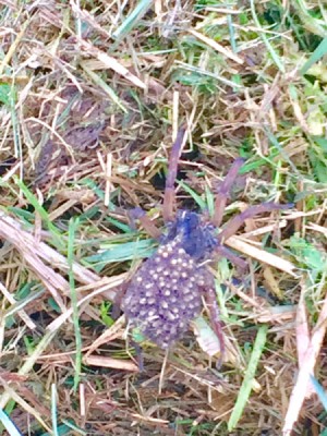 Use Nature Photos as Lesson Plans - wolf spider with babies