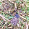 Use Nature Photos as Lesson Plans - wolf spider with babies