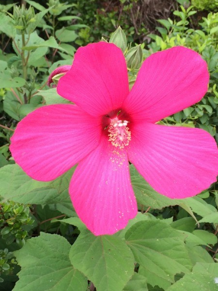 A large pink flower growing outside.