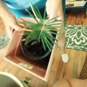 Identifying a Houseplant - palm-like plant
