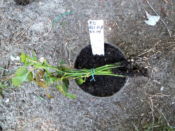 Testing Rose Cuttings For Roots - tied together cuttings