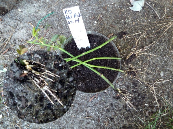 Testing Rose Cuttings For Roots - remove rooted cuttings from bundle