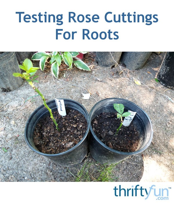Testing Rose Cuttings For Roots ThriftyFun