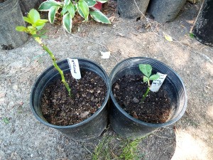 Testing Rose Cuttings For Roots - planting rooted cuttings