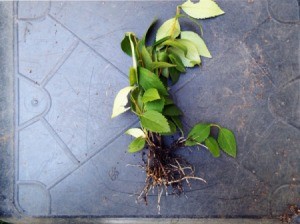 A cutting of forsythia with roots, ready for planting.