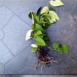 A cutting of forsythia with roots, ready for planting.
