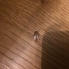 Identifying a Bug In My House
