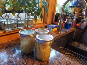 Canning jars of sweet stickles.