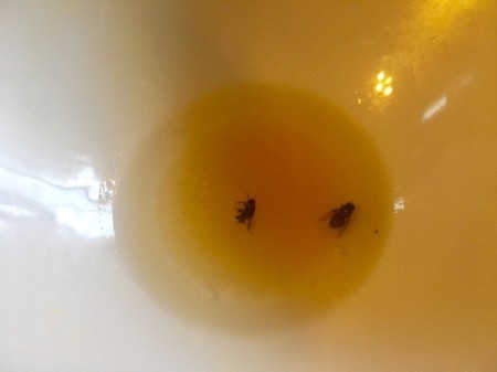 Dead flies in a bowl of bacon grease.