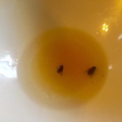 Dead flies in a bowl of bacon grease.
