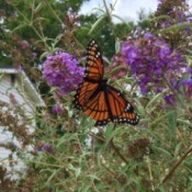 Viceroy Butterfly - on butterfly bush