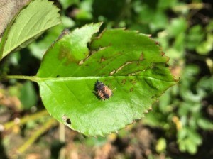 An Asian ladybug larvae on a leaf.