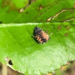 An Asian ladybug larvae on a leaf.