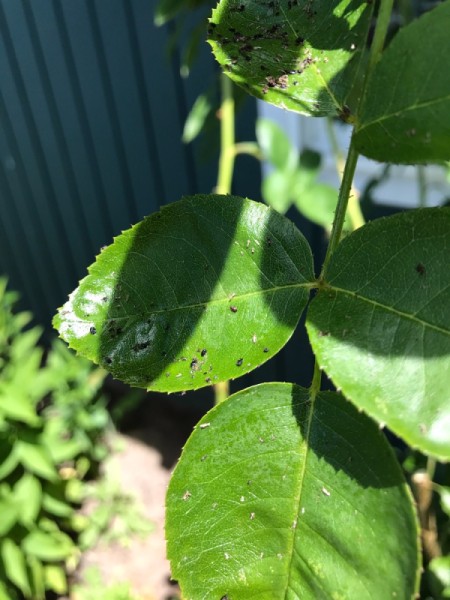 Black and sticky residue on rose leaves, from Asian ladybugs.