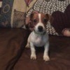 Is My Dog a Full Blood Chihuahua? - cute little brown and white dog