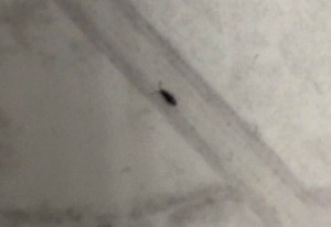 What Kind of Bug Is This? - small, long black bug on vinyl floor