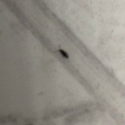 What Kind of Bug Is This? - small, long black bug on vinyl floor